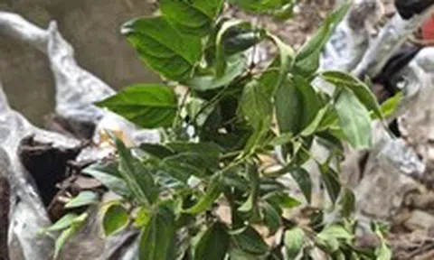 Cây muội hồng bị thổi giá, Cục Lâm nghiệp và Kiểm lâm chỉ đạo ngăn chặn mua bán trái phép