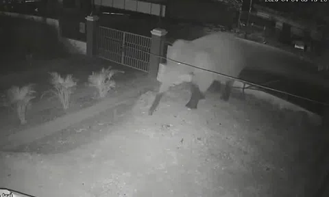 Voi rừng phá rào, xâm nhập trường học ở Sơn La