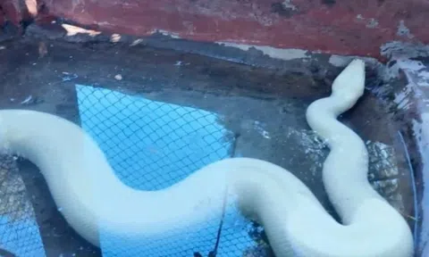 Trăn bạch tạng quý hiếm xuất hiện ở Đồng Tháp