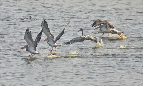 Sau 6 năm, một loài chim quý hiếm đã trở lại Tràm Chim