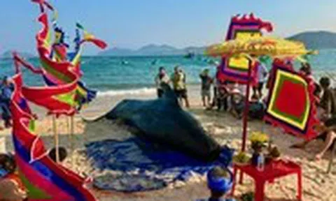 Cá voi nặng khoảng 2 tấn dạt vào bờ biển Đắk Lắk, dân nỗ  lực cứu không thành