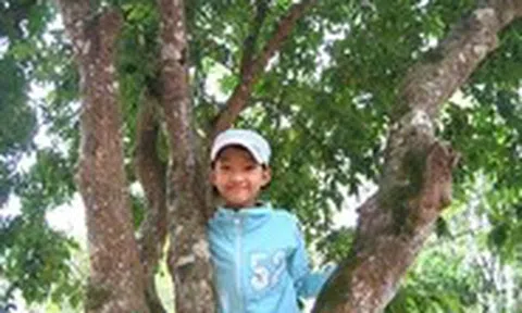 Những kỷ vật thân thương còn lại - Kỳ 9: Cây khế của cha tôi