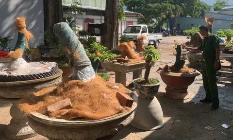 Tịch thu 42 cây mai vàng không rõ nguồn gốc ở Côn Đảo