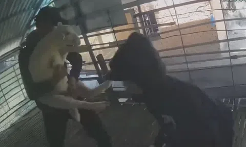 Nhóm thiếu niên trộm 3 con cừu của người dân