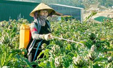 Những mùa atiso của tuổi thơ