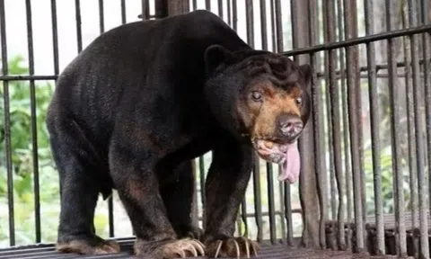 4 cá thế gấu được cứu hộ từ TP.HCM