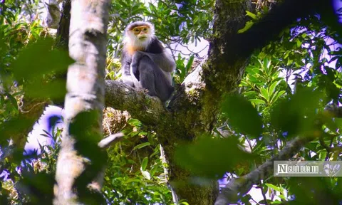 Gia Lai mở “mỏ vàng xanh”, kỳ vọng bứt phá tăng trưởng hai con số