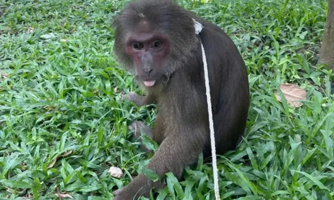 Khỉ mặt đỏ quý hiếm ‘đi lạc’ vào chùa ở Huế