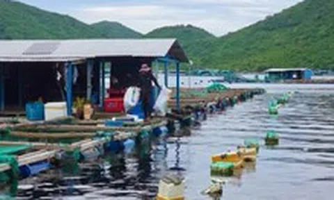 Yêu cầu di dời lồng bè nuôi thủy sản khỏi vịnh Vũng Rô