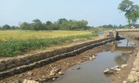 Mặn xâm nhập sâu ở Đà Nẵng, phải bơm lách mặn cứu lúa