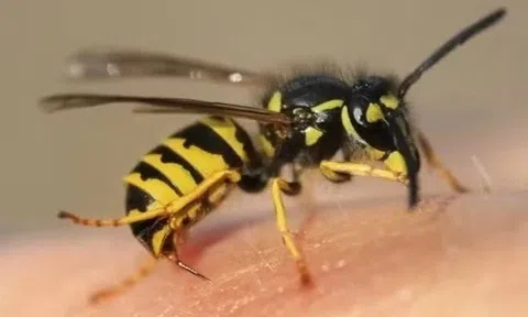 Ong đốt tử vong một nhân viên bảo vệ rừng ở Gia Lai