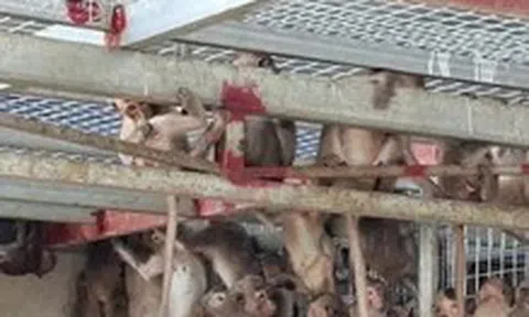 Bắt xe khách liên tỉnh chở 181 con khỉ, 16 con rái cá và 14 chim hồng hoàng