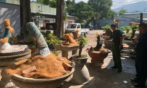 Chủ nhân 42 gốc mai bị tịch thu ở Côn Đảo được trả một nửa