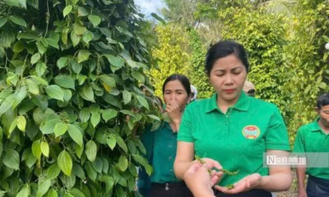 Gia Lai hướng tới tăng trưởng 2 con số nhờ đa dạng mô hình sinh kế