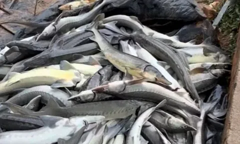 Chàng trai khóc nghẹn khi hơn 30 tấn cá tầm chết trắng