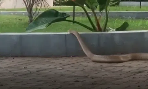 Rắn dài 3 m lao vun vút vào bệnh viện