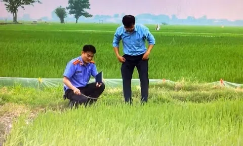 Nhiều người chết oan vì bẫy chuột bằng điện ở Hải Phòng