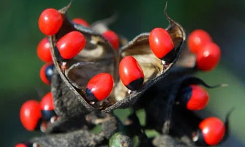 2 loại quả "ngon mắt" ẩn chứa chất độc chết người không phải ai cũng biết