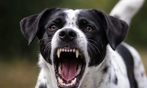 Chủ quán thịt chó tử vong do bệnh dại