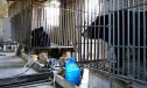 Một hộ dân tự nguyện bàn giao hai gấu ngựa nuôi nhốt hơn 20 năm