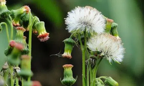 Ăn 1 mớ rau này như "nhân sâm của người nghèo", nghe tên thấy lạ nhưng ở quê mọc um tùm như cỏ