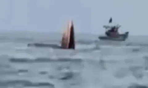 Cá voi liên tiếp xuất hiện gần bờ biển Mũi Né báo hiệu điều gì?