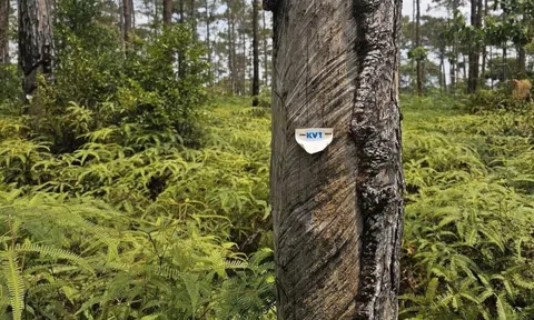 Chuyển gần 83 ha rừng Măng Đen làm đại đô thị nghìn tỷ