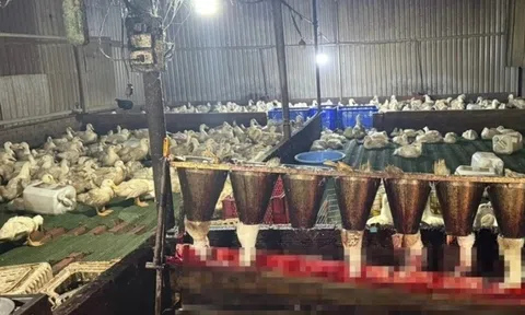 Cận cảnh lò mổ trái phép ở TP.HCM