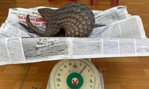 Phát hiện tê tê quý hiếm bò vào vườn nhà dân ở Đà Nẵng