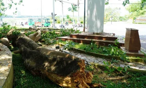 Nhánh đa bất ngờ gãy đổ, hàng chục người thoát chết trong gang tấc