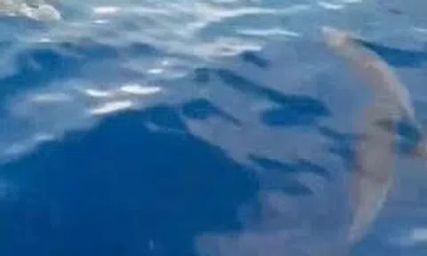 Đàn cá heo tung mình nhảy múa trên biển xanh ở Gia Lai