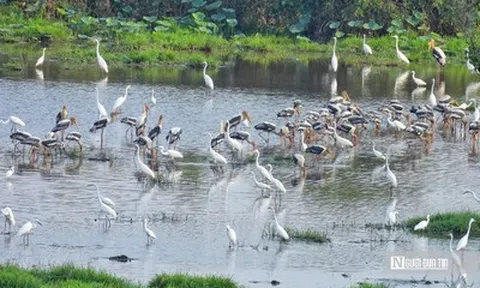 Tràm Chim "hồi sinh", hàng nghìn cánh chim trở lại