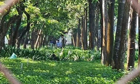 Người đàn ông tử vong bí ẩn tại khuôn viên cây xanh ở TP.HCM
