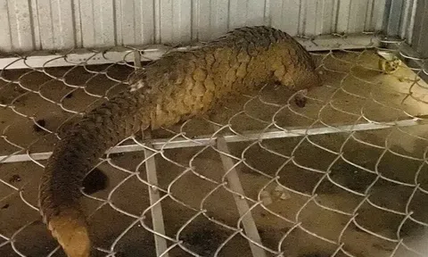Tê tê quý hiếm nặng 5,4 kg bò vào nhà dân