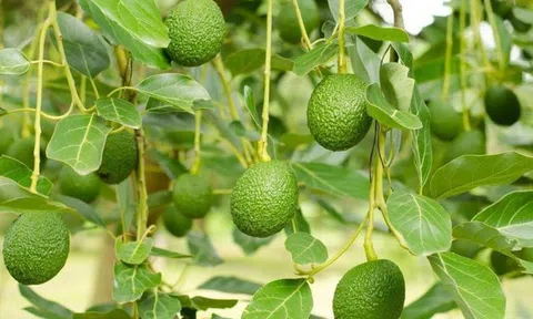 Loại quả quen thuộc cụ ông 125 tuổi ăn mỗi sáng, ở Việt Nam trồng bạt ngàn