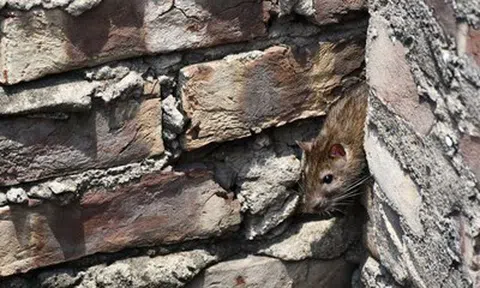 Phát hiện ca nghi nhiễm hantavirus mới tại đảo Tristan da Cunha và Tây Ban Nha