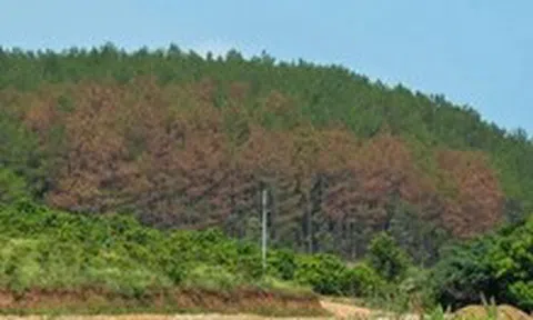 Hàng trăm cây thông vùng gần Đà Lạt bị đầu độc