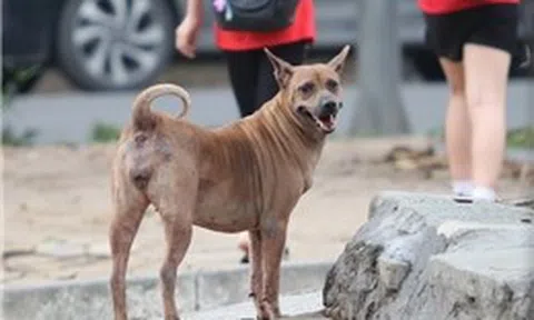 Chó nghi bị mắc bệnh dại tấn công nhiều người ​