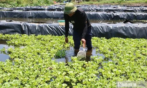 Bỏ việc lương hàng nghìn USD ở nước ngoài, anh nông dân lên khe núi nuôi con "một vốn bốn lời"
