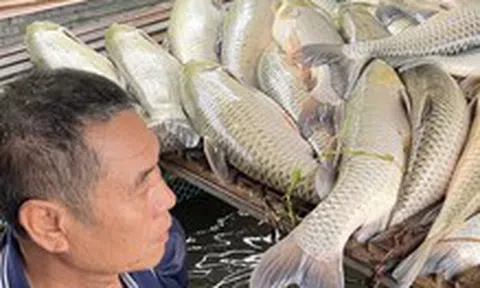 Vụ cá chết hàng loạt ở sông Lam: Nghệ An chỉ đạo rà soát nguồn thải