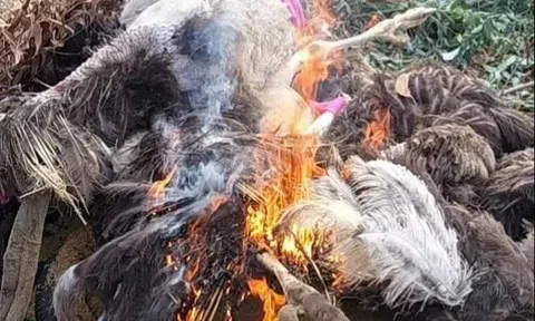 Lý do khẩn trương tiêu hủy đàn đà điểu vô chủ ven đường