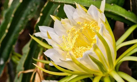 Đừng chỉ ăn quả, hoa loại cây này được dùng làm món ăn, vị thuốc "quý" ít ai hay