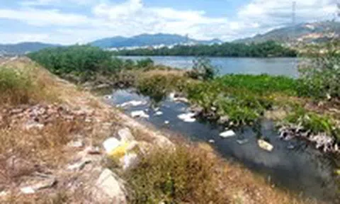Khẩn trương chặt bỏ hàng cây mọc trái thiết kế ở dự án thoát lũ Nha Trang
