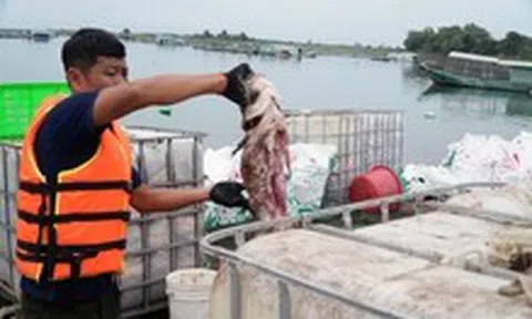 Cá lồng bè hồ Trị An chết trắng: Người dân nuôi tự phát, đang sắp xếp lại