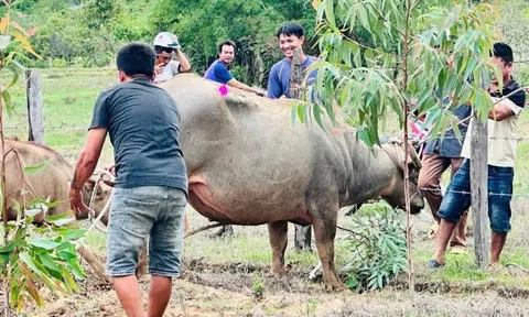 Trâu ‘điên’ húc người, 4 nạn nhân nhập viện
