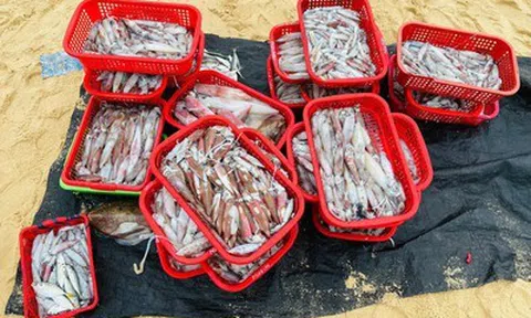 Thức trắng đêm săn "lộc biển", ngư dân thu tiền triệu mỗi chuyến