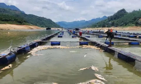 Nắng nóng kéo dài, cá tầm trên hồ thủy điện Bắc Hà chết la liệt