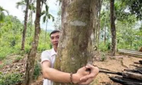 Vào vùng 'cao sơn ngọc quế' Trà Leng, nơi có nhiều vườn cây 'khủng'