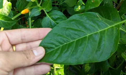 Đừng chỉ ăn quả, lá loại cây này quý như "nhân sâm người nghèo", mọc đầy ở quê nhưng ít ai biết