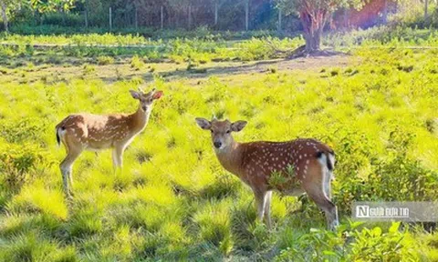 Vườn Quốc gia Kon Ka Kinh, "nóc nhà của Gia Lai" mở cửa đón khách